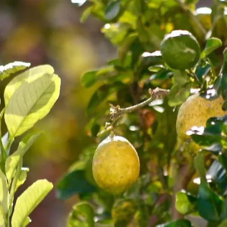 Lemon Tree * Torre Annunziata