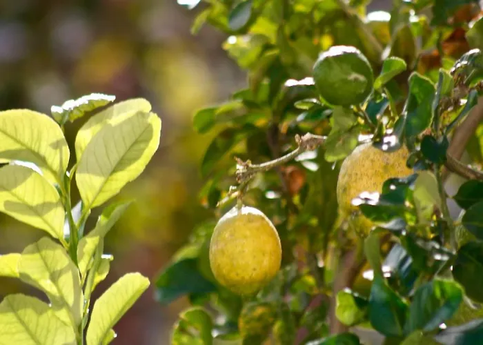 Lemon Tree 4* Торре-Аннунциата