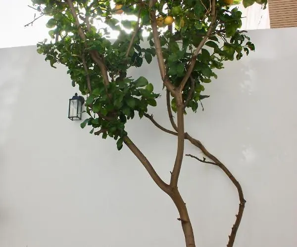 Lemon Tree 4* Торре-Аннунциата